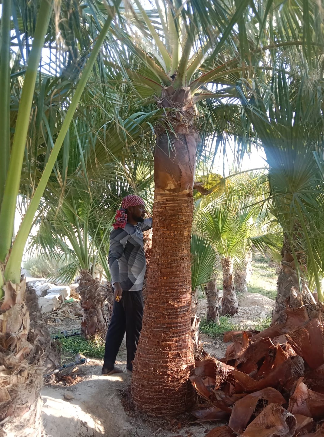 MD APU YEASIN - الأعمال السابقة 1