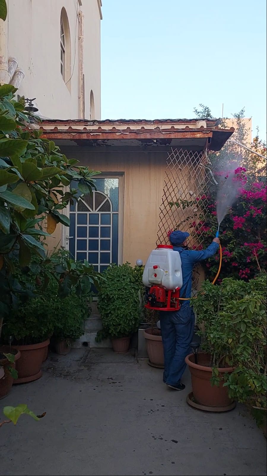 جولد كلين لمكافحة الحشرات - Portfolio 15