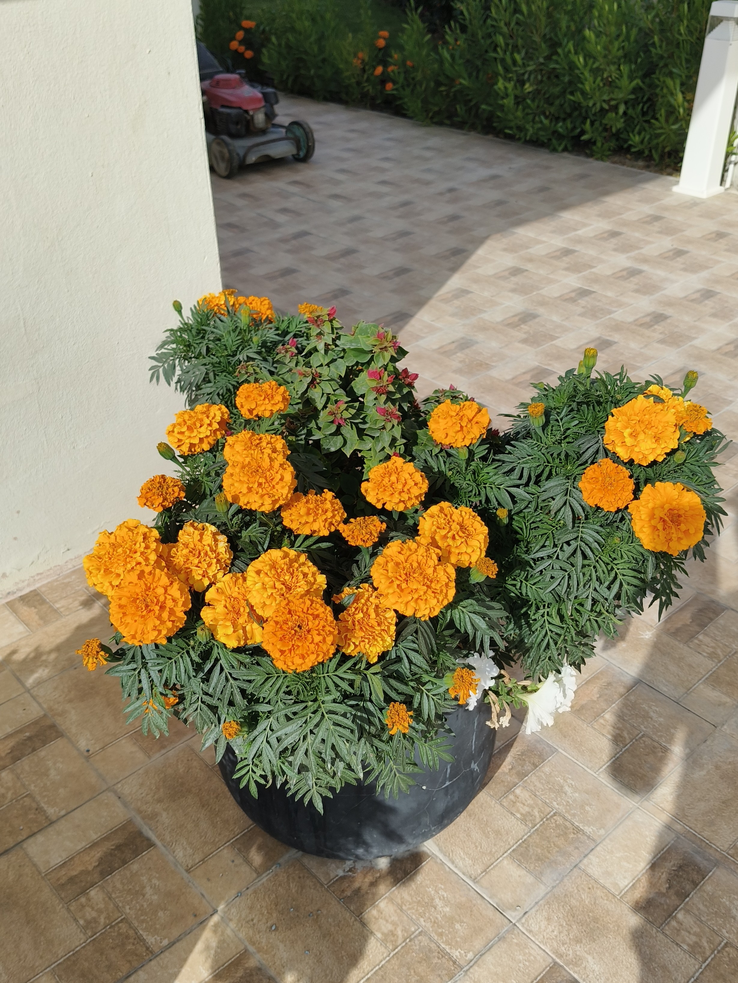 Emad Zahran - الأعمال السابقة 1