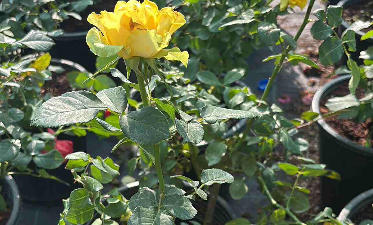 احمد - الأعمال السابقة 2