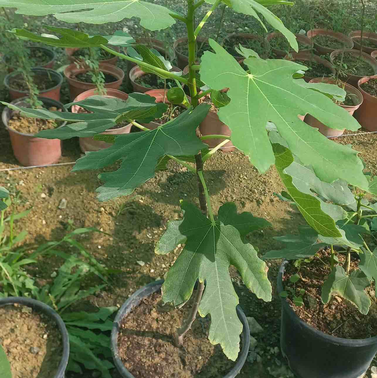 احمد - الأعمال السابقة 4