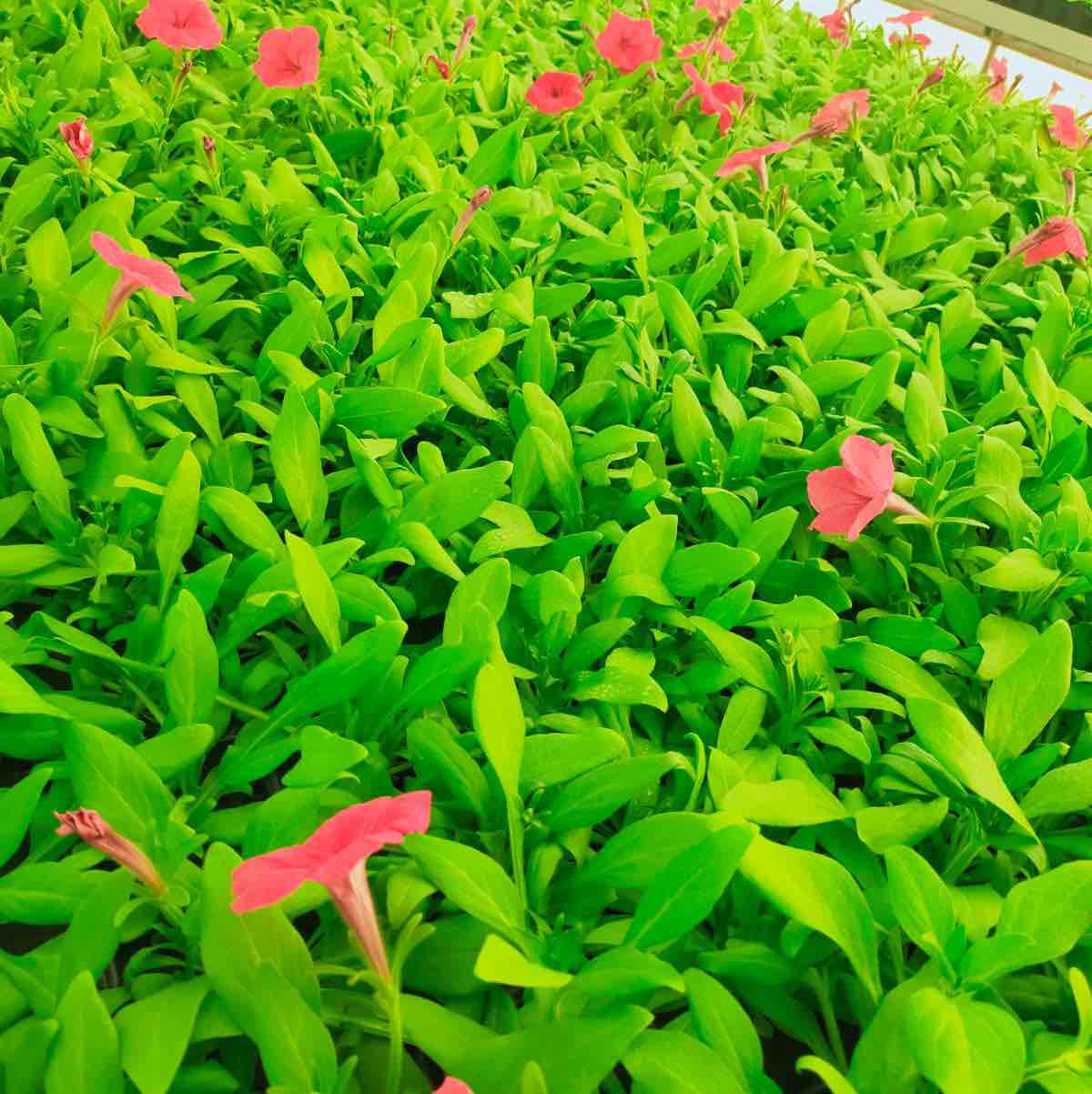 احمد - الأعمال السابقة 1